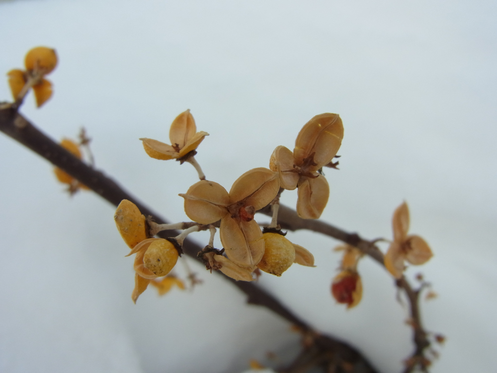 f:id:elmikamino:20130122111305j:image:w500