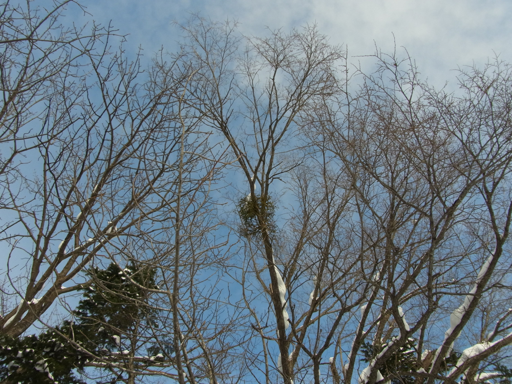 f:id:elmikamino:20130122135035j:image:w500