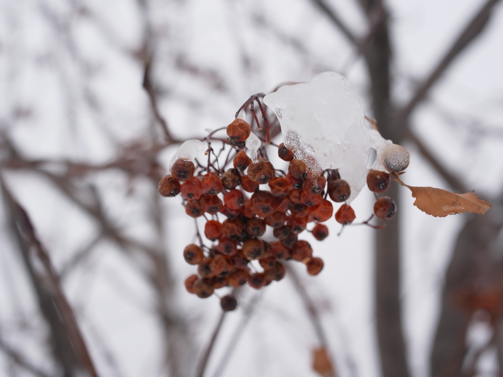 f:id:elmikamino:20130126105323j:image:w500