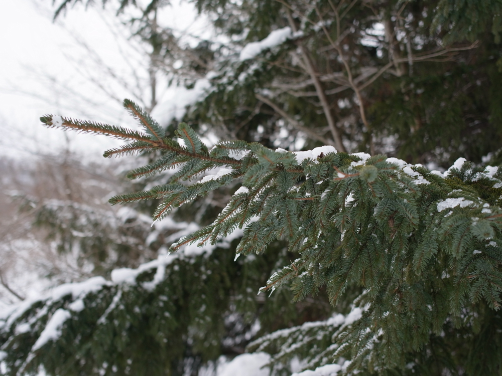 f:id:elmikamino:20130126110657j:image:w500