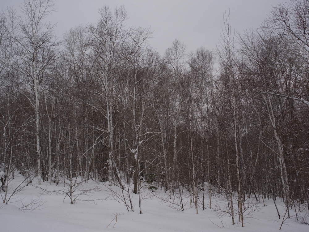 f:id:elmikamino:20130126111549j:image:w500