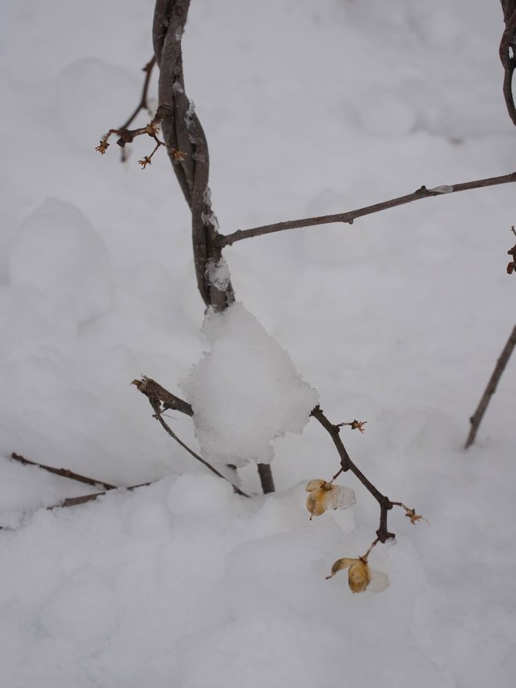 f:id:elmikamino:20130126112036j:image:w500