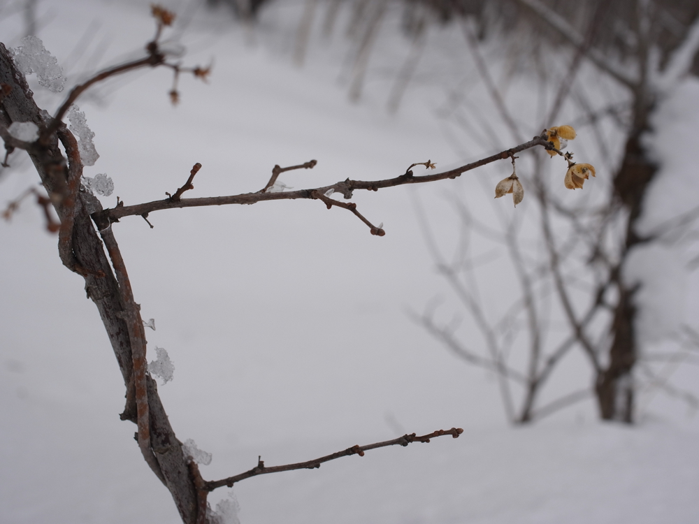 f:id:elmikamino:20130126112043j:image:w500