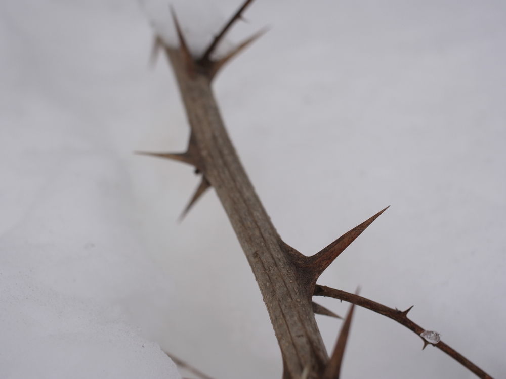 f:id:elmikamino:20130126112352j:image:w500