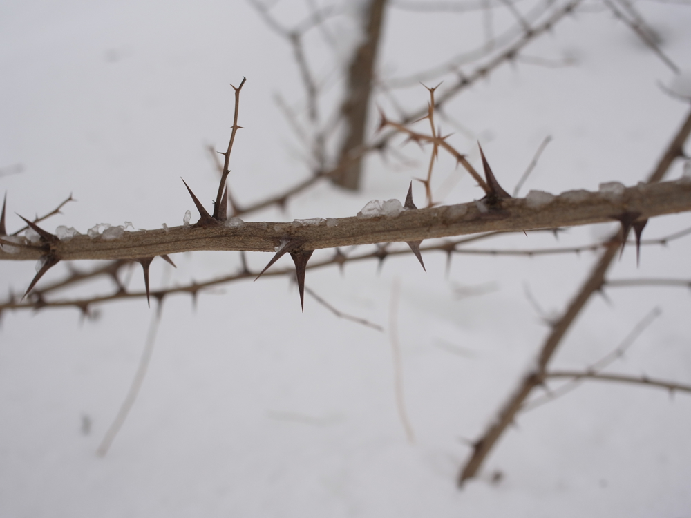 f:id:elmikamino:20130126112448j:image:w500