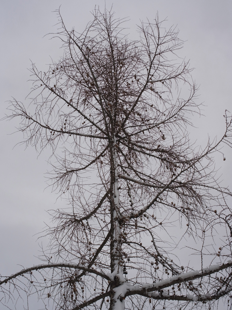 f:id:elmikamino:20130126112841j:image:w500