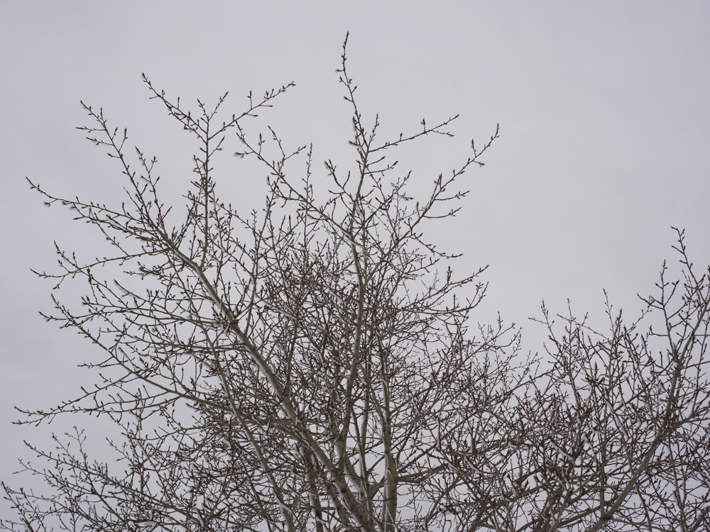 f:id:elmikamino:20130126112857j:image:w500
