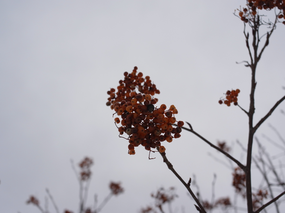 f:id:elmikamino:20130126115613j:image:w500