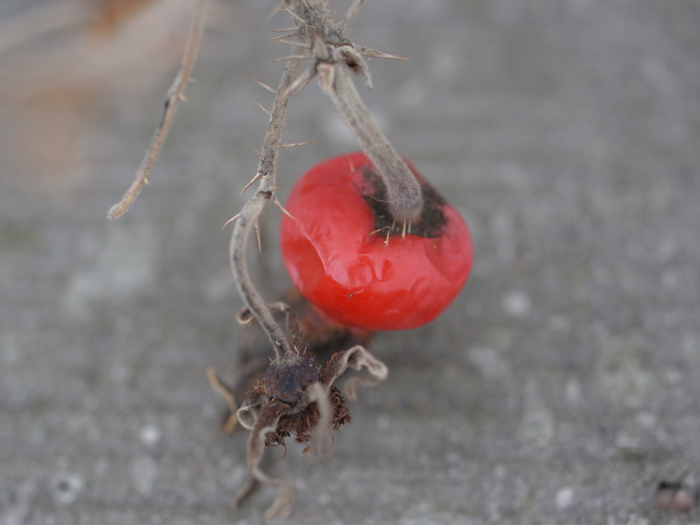 f:id:elmikamino:20130126121318j:image:w500