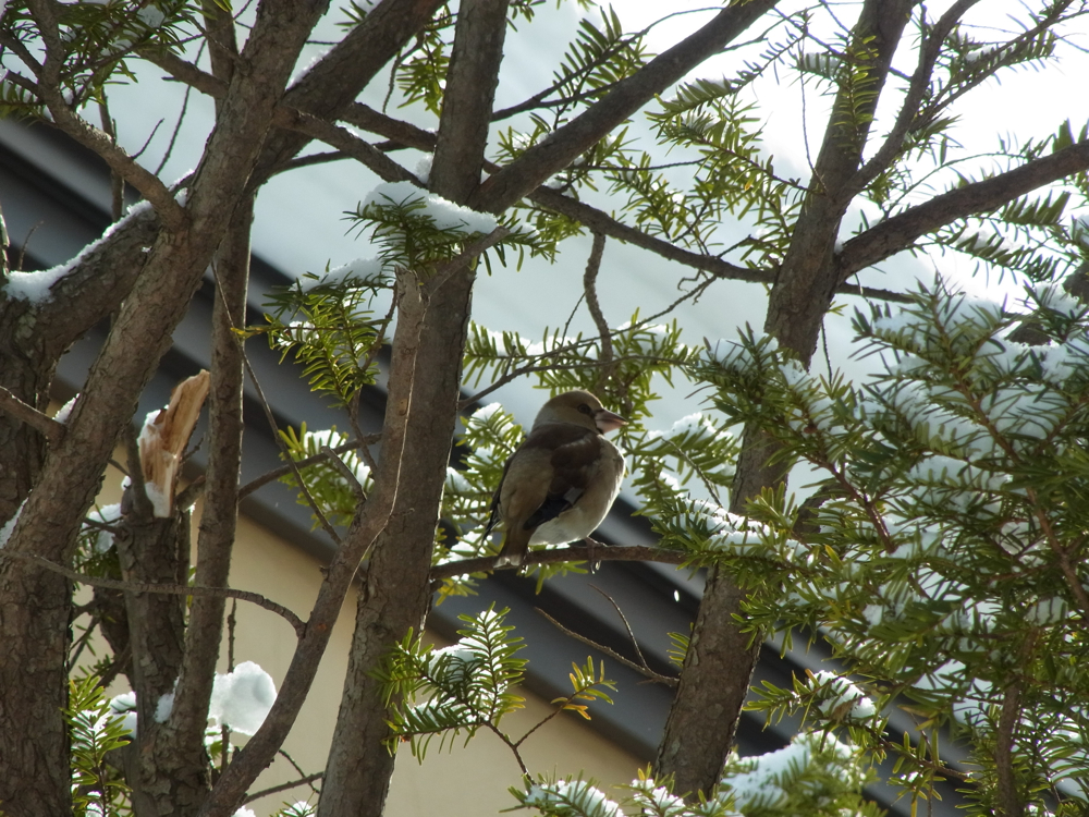 f:id:elmikamino:20130128105134j:image:w500