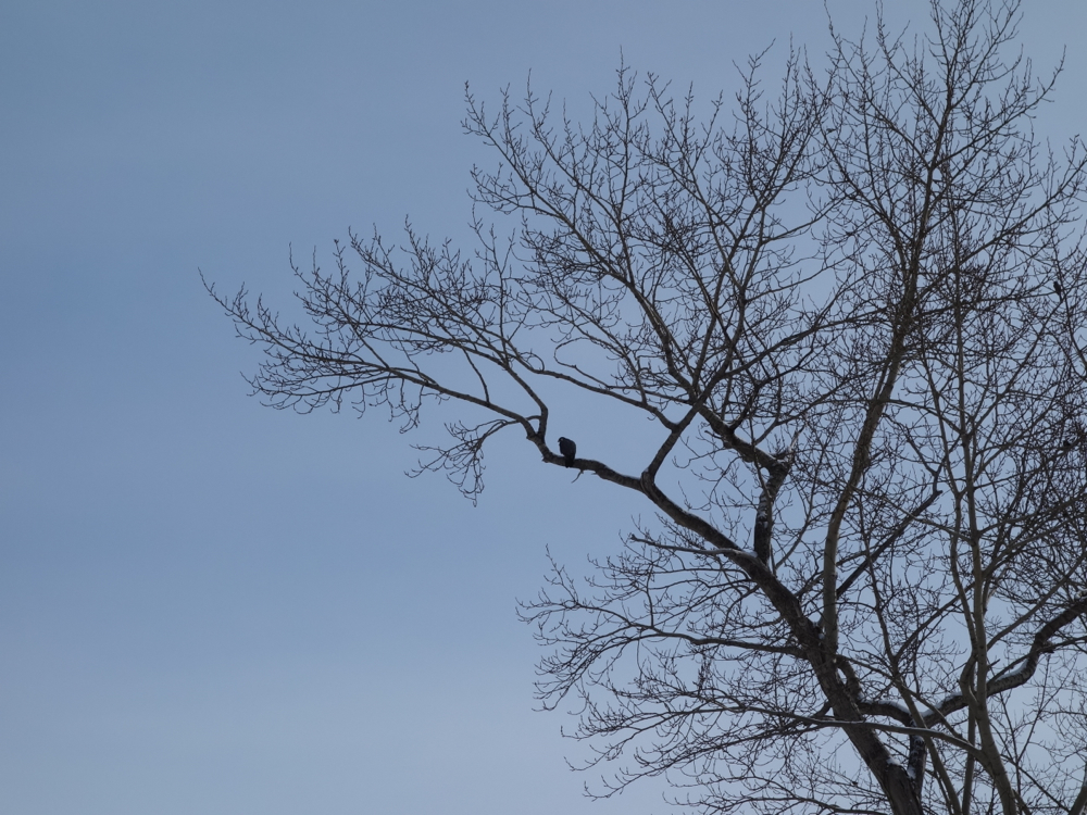 f:id:elmikamino:20130128113650j:image:w500