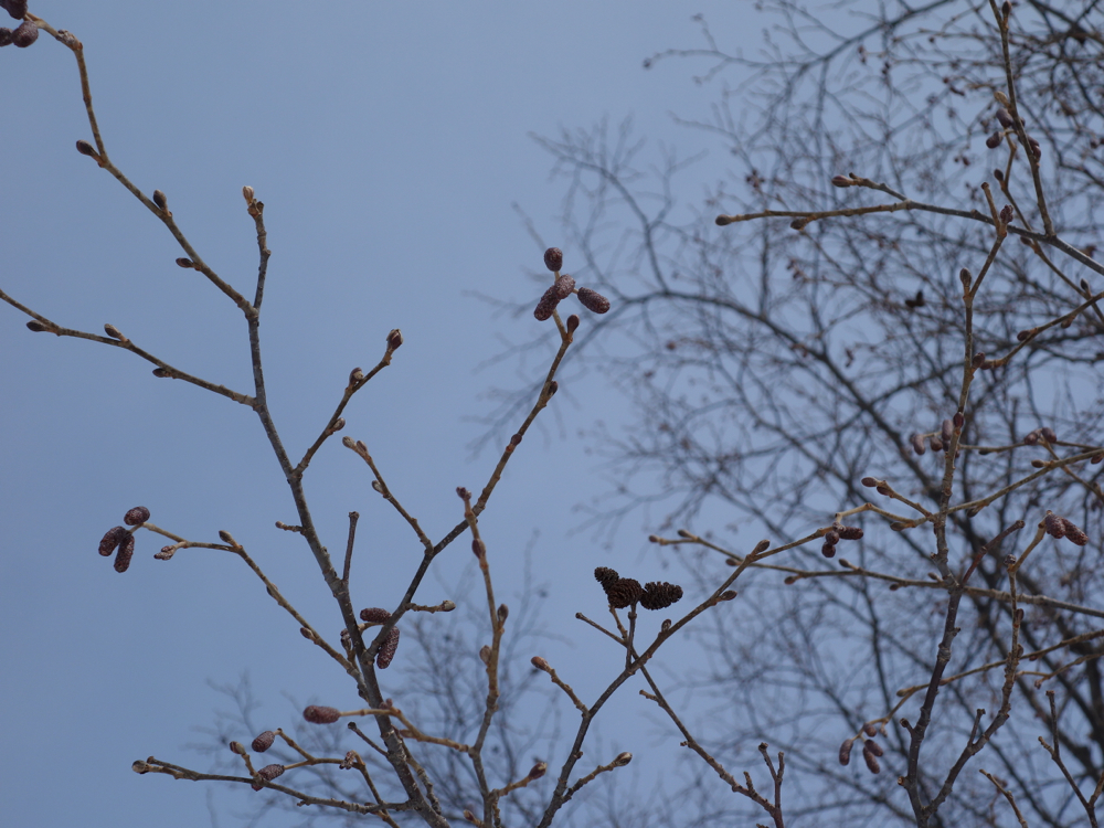 f:id:elmikamino:20130128114135j:image:w500