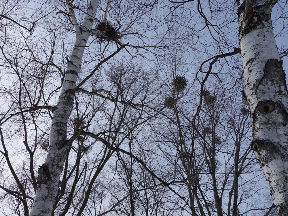 f:id:elmikamino:20130128115617j:image:w500