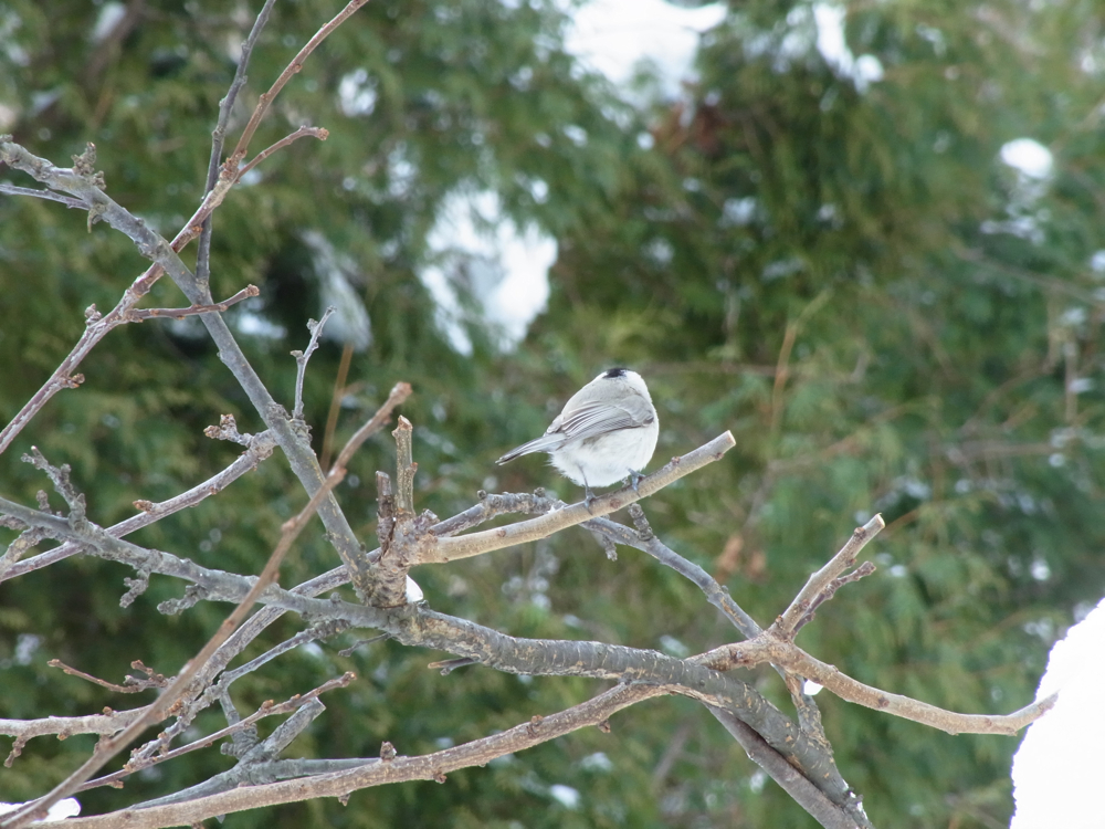 f:id:elmikamino:20130128120803j:image:w500