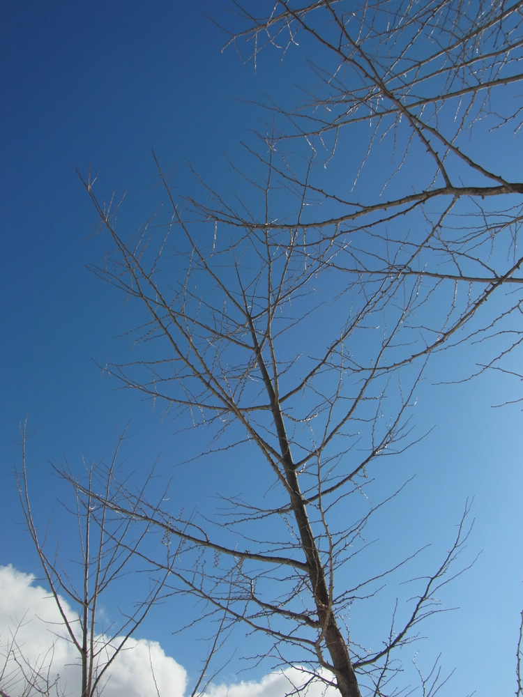 f:id:elmikamino:20130202110214j:image:w500