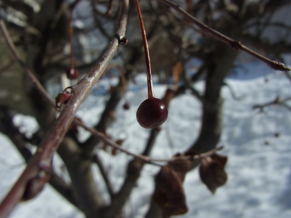 f:id:elmikamino:20130202110530j:image:w500