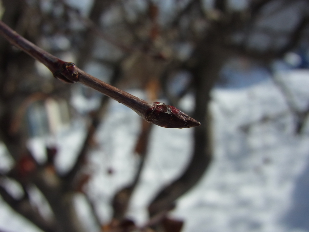 f:id:elmikamino:20130202110538j:image:w500