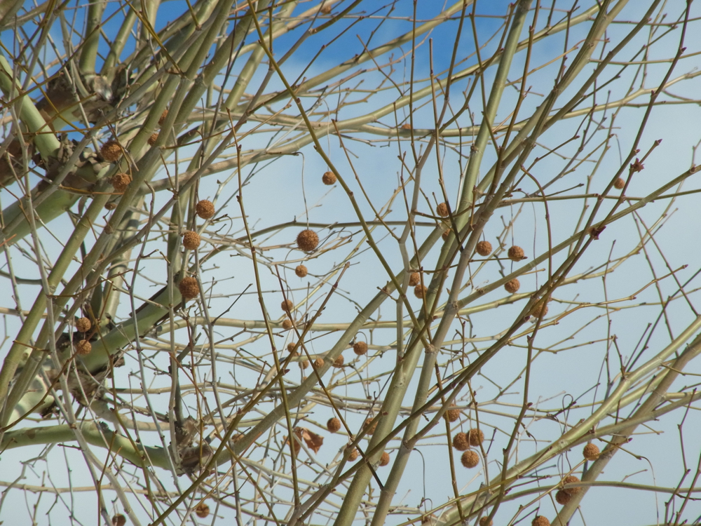 f:id:elmikamino:20130202111048j:image:w500