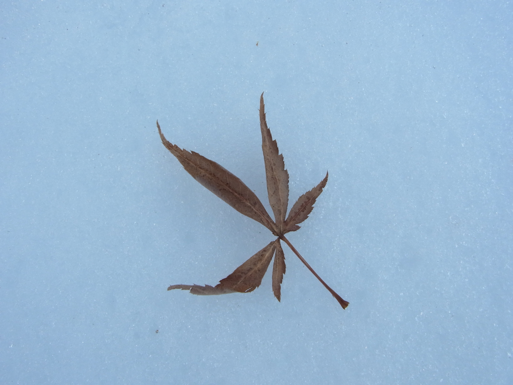 f:id:elmikamino:20130202111228j:image:w500