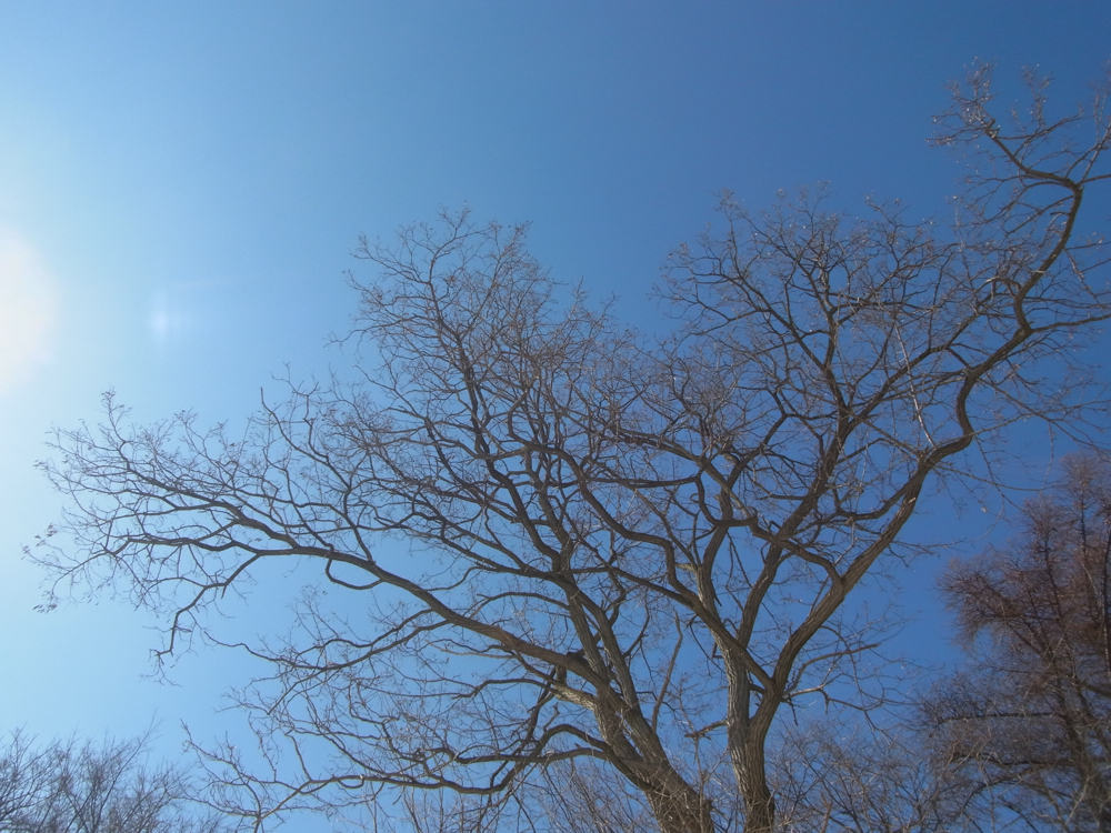 f:id:elmikamino:20130202111453j:image:w500