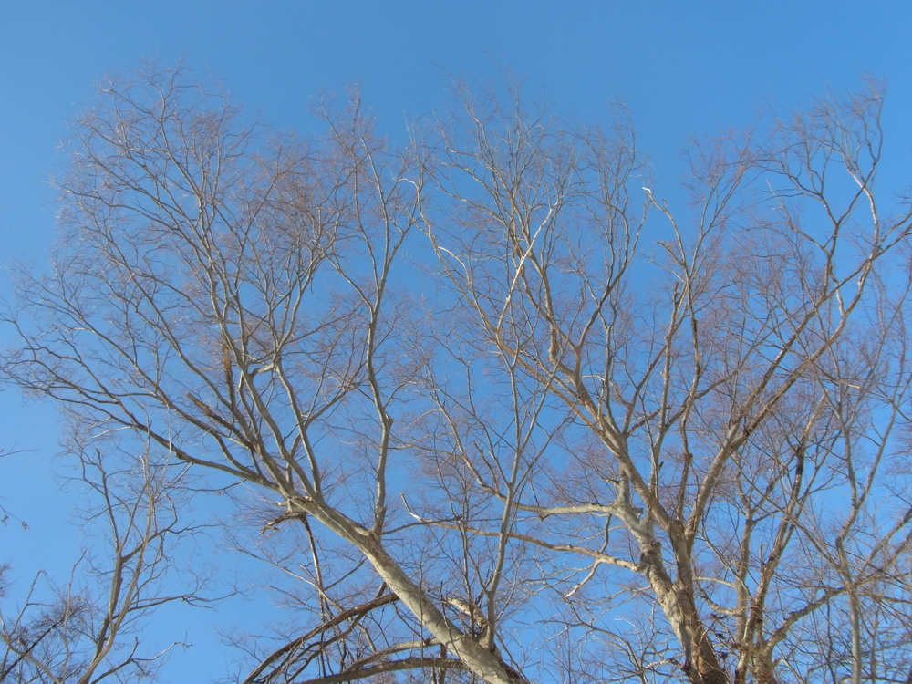 f:id:elmikamino:20130202111513j:image:w500