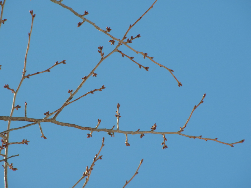 f:id:elmikamino:20130202111847j:image:w500