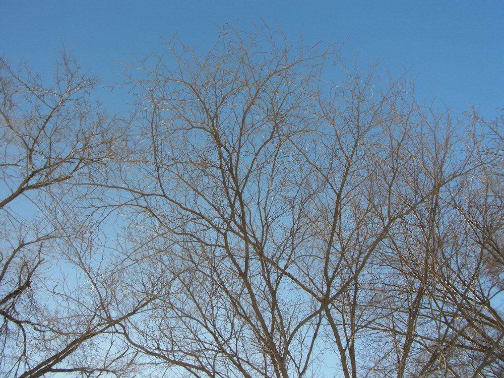 f:id:elmikamino:20130202111931j:image:w500