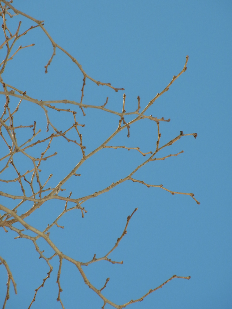 f:id:elmikamino:20130202111940j:image:w500