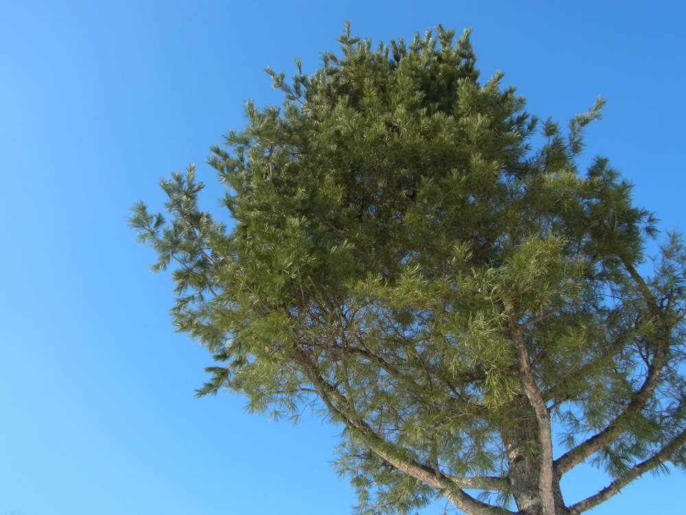 f:id:elmikamino:20130202112058j:image:w500