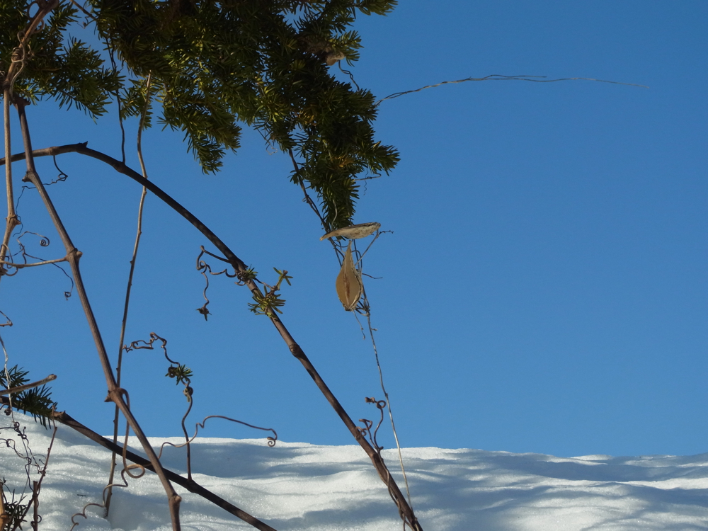 f:id:elmikamino:20130202112941j:image:w500