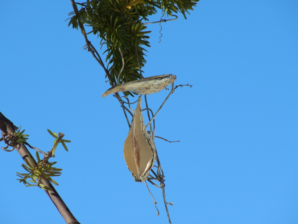 f:id:elmikamino:20130202112949j:image:w500