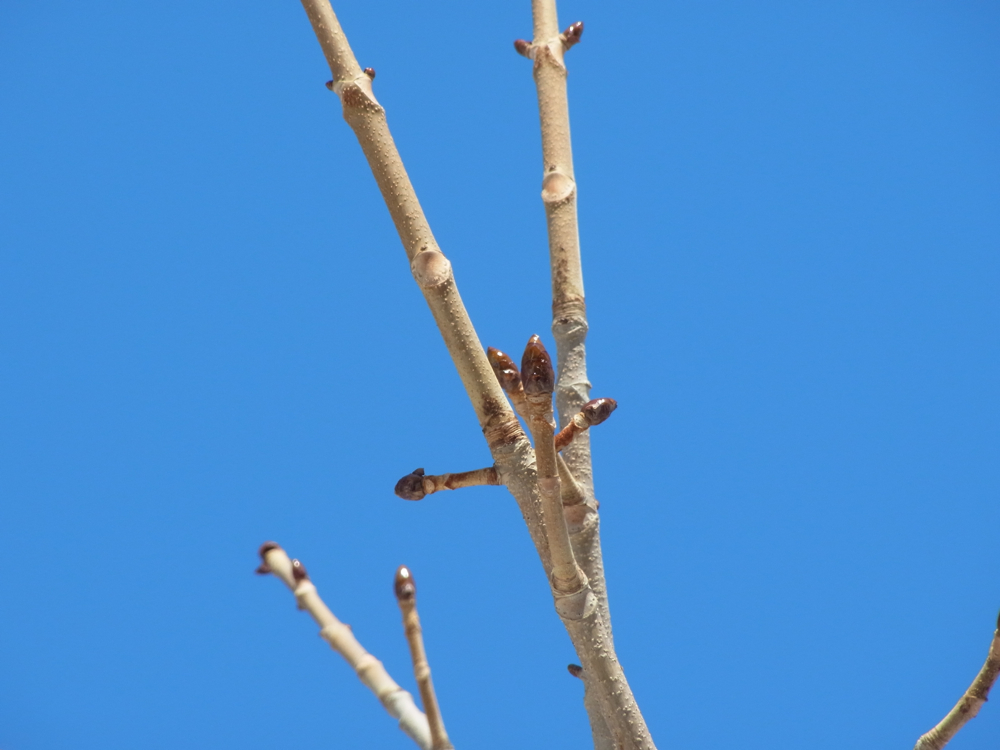 f:id:elmikamino:20130202113234j:image:w500