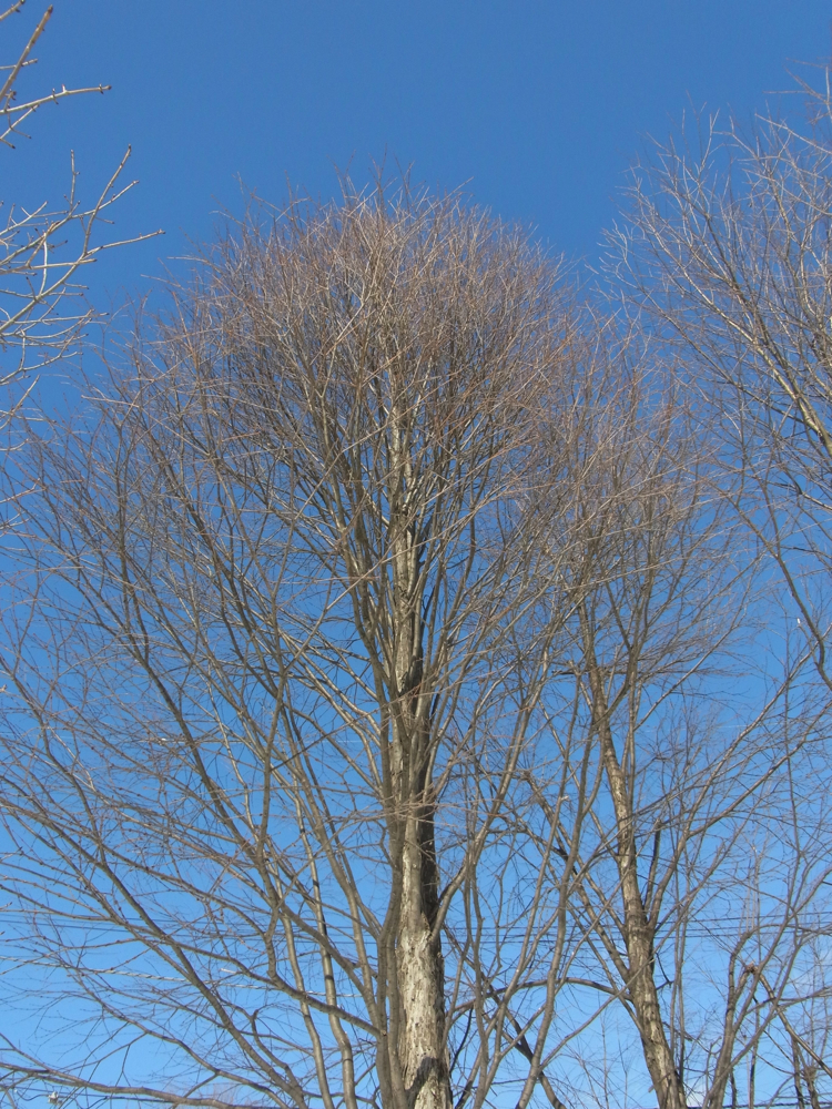 f:id:elmikamino:20130202113403j:image:w500