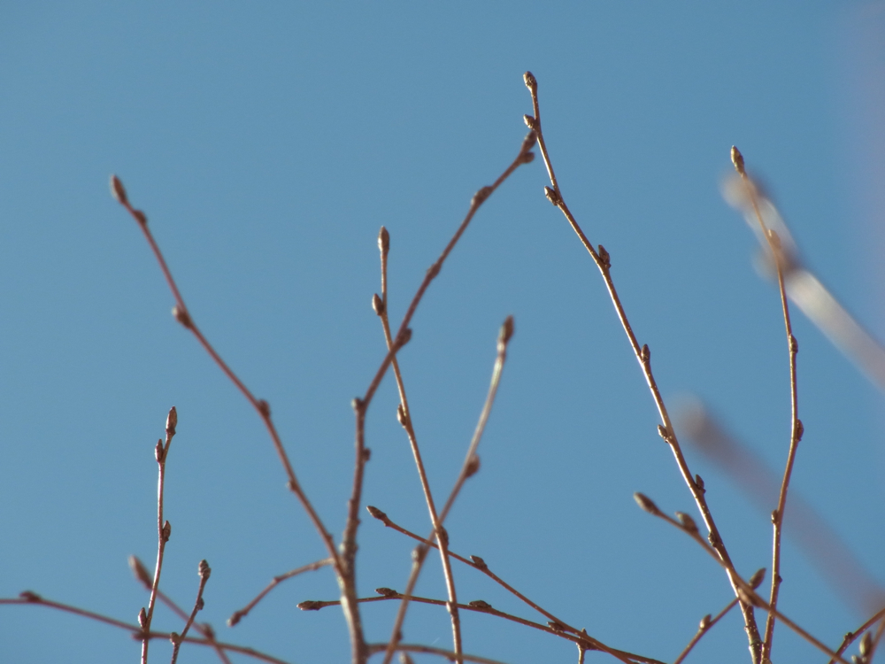 f:id:elmikamino:20130202114437j:image:w500