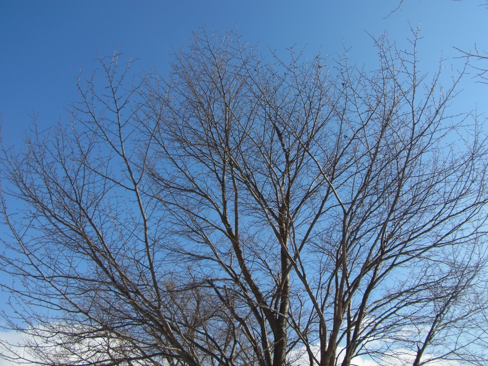 f:id:elmikamino:20130202115629j:image:w500