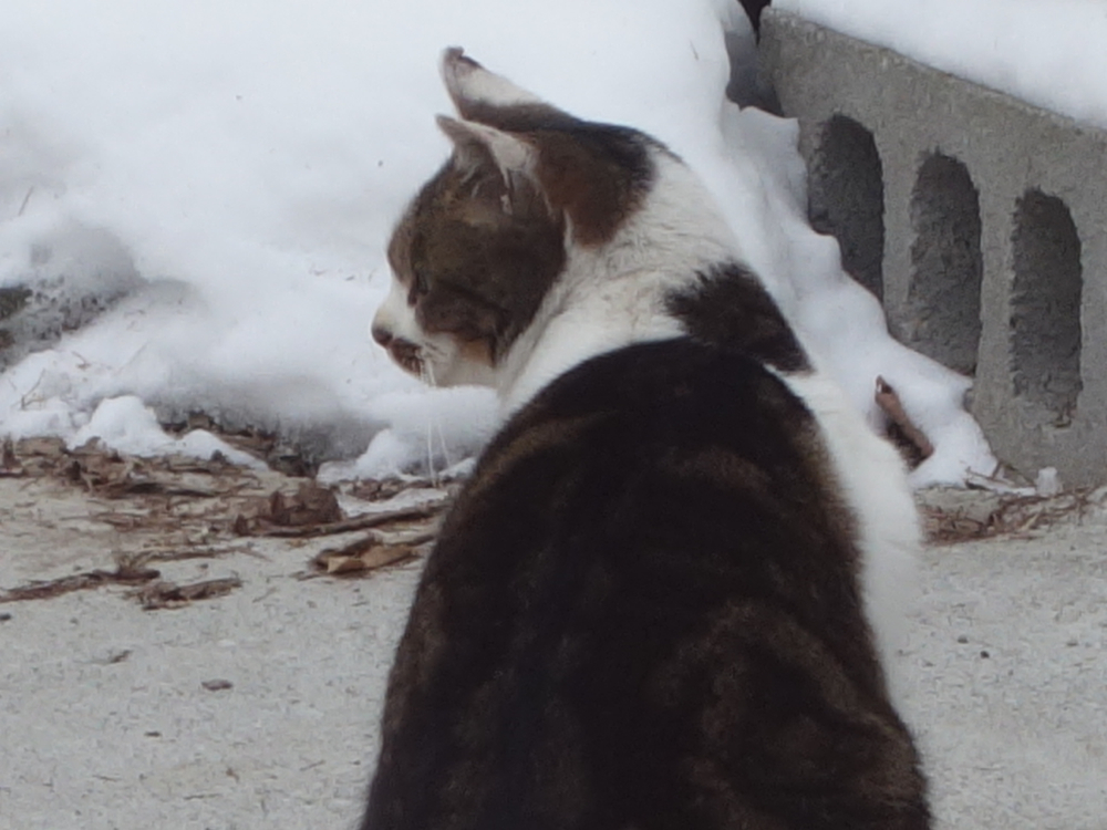 f:id:elmikamino:20130206104124j:image:w500