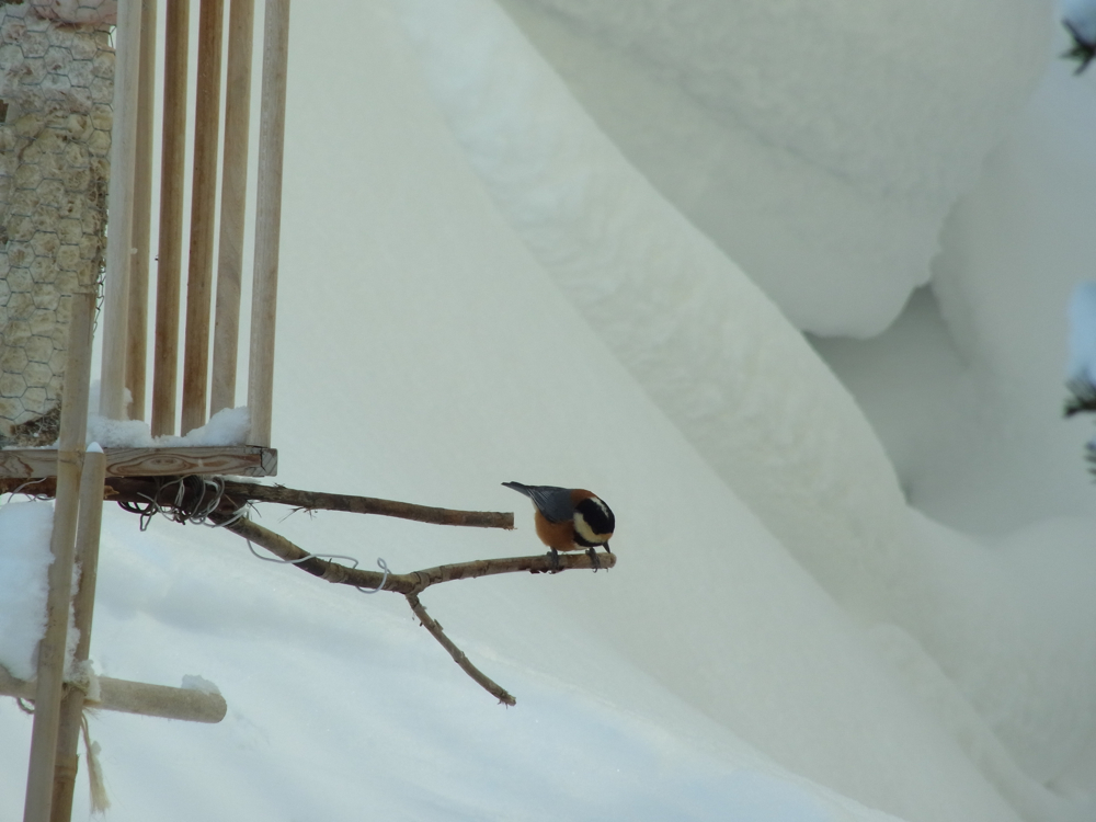 f:id:elmikamino:20130219100901j:image:w500