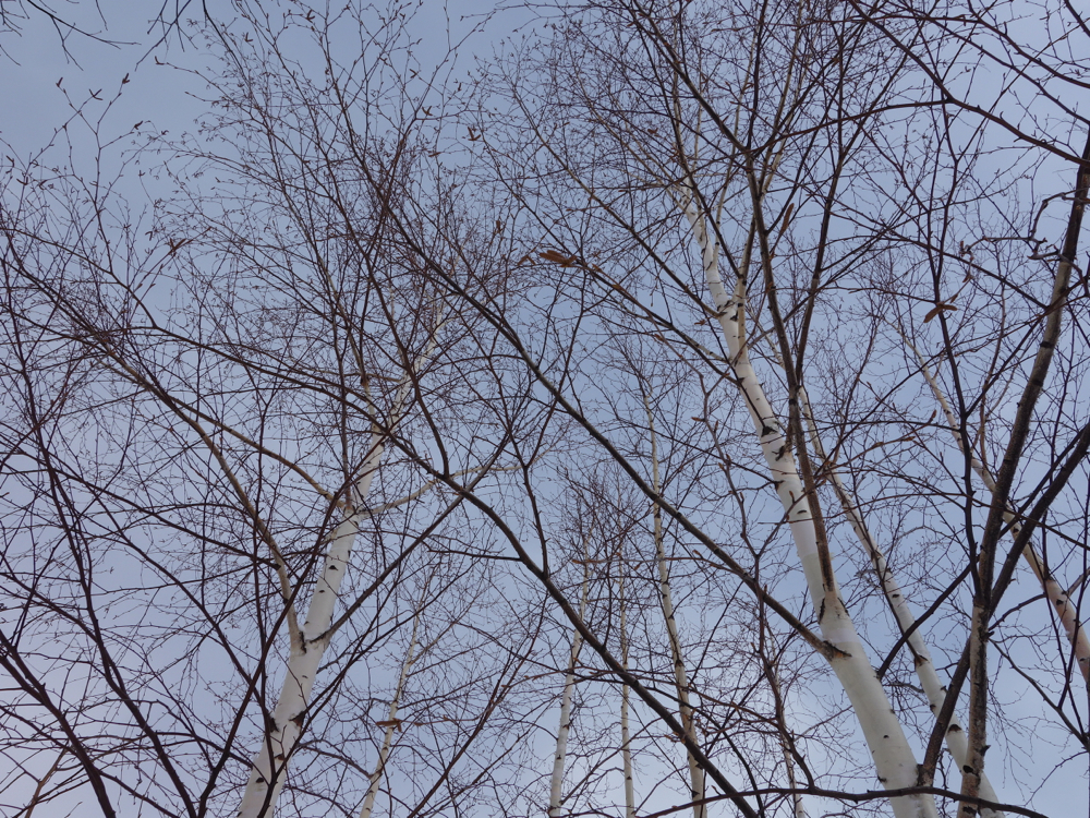 f:id:elmikamino:20130304110100j:image:w500