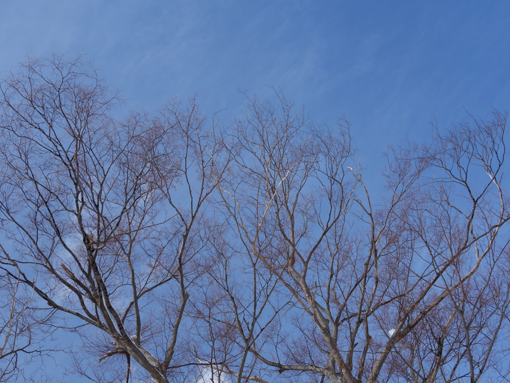 f:id:elmikamino:20130305094913j:image:w500