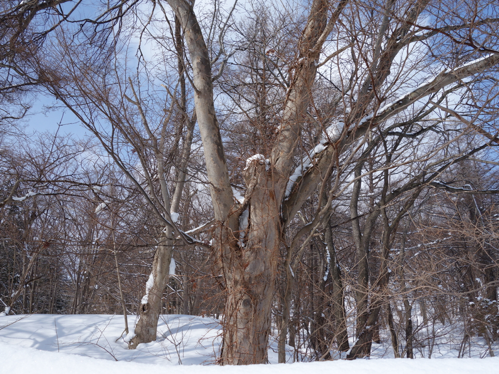f:id:elmikamino:20130305094934j:image:w500
