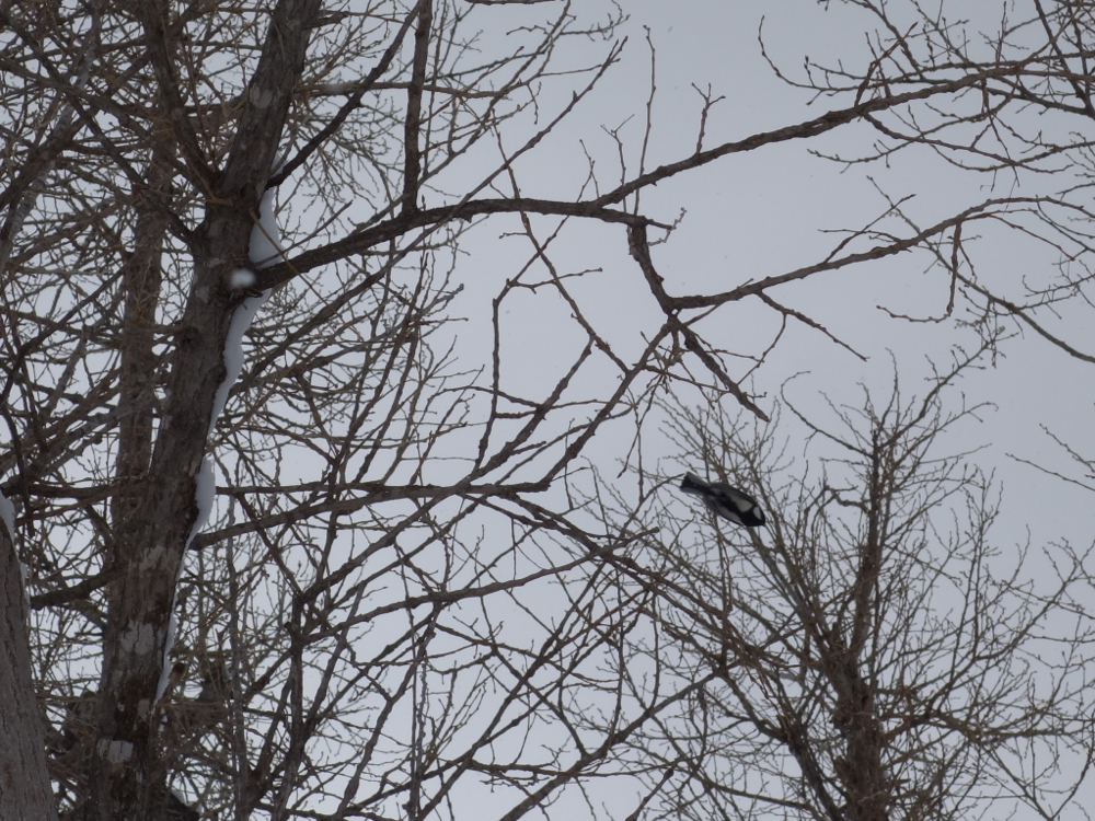 f:id:elmikamino:20130305103435j:image:w500