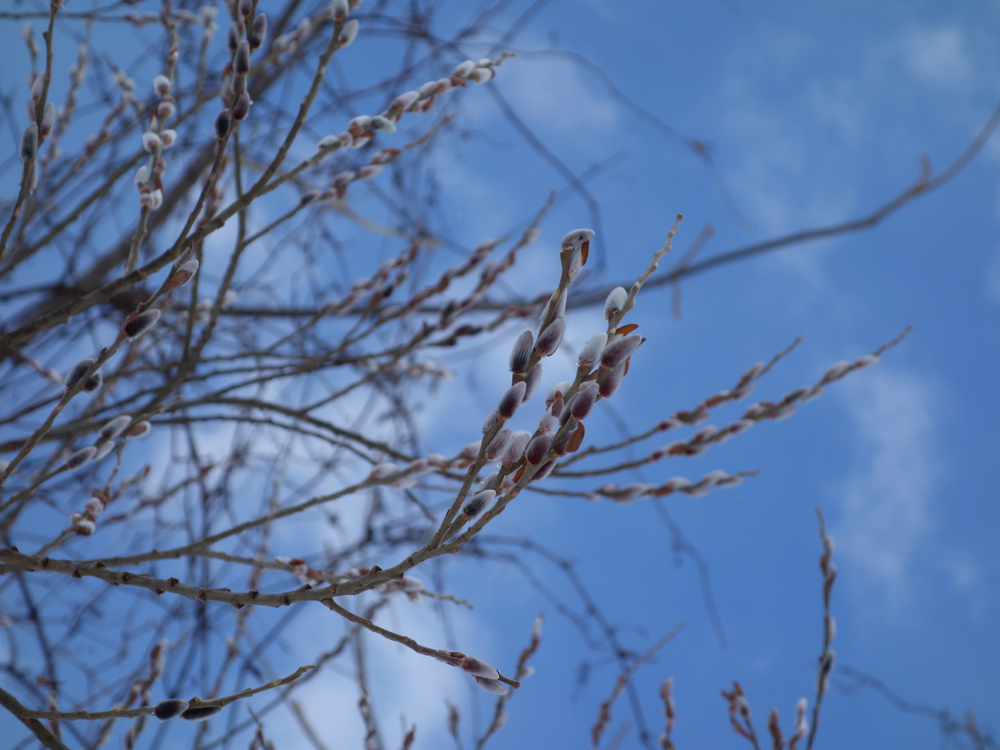 f:id:elmikamino:20130305111052j:image:w500
