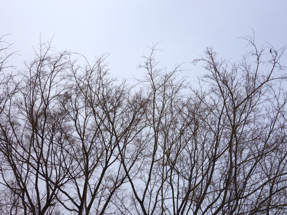 f:id:elmikamino:20130308115654j:image:w500