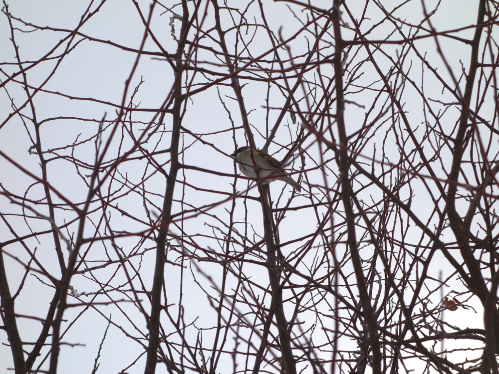 f:id:elmikamino:20130308120620j:image:w500