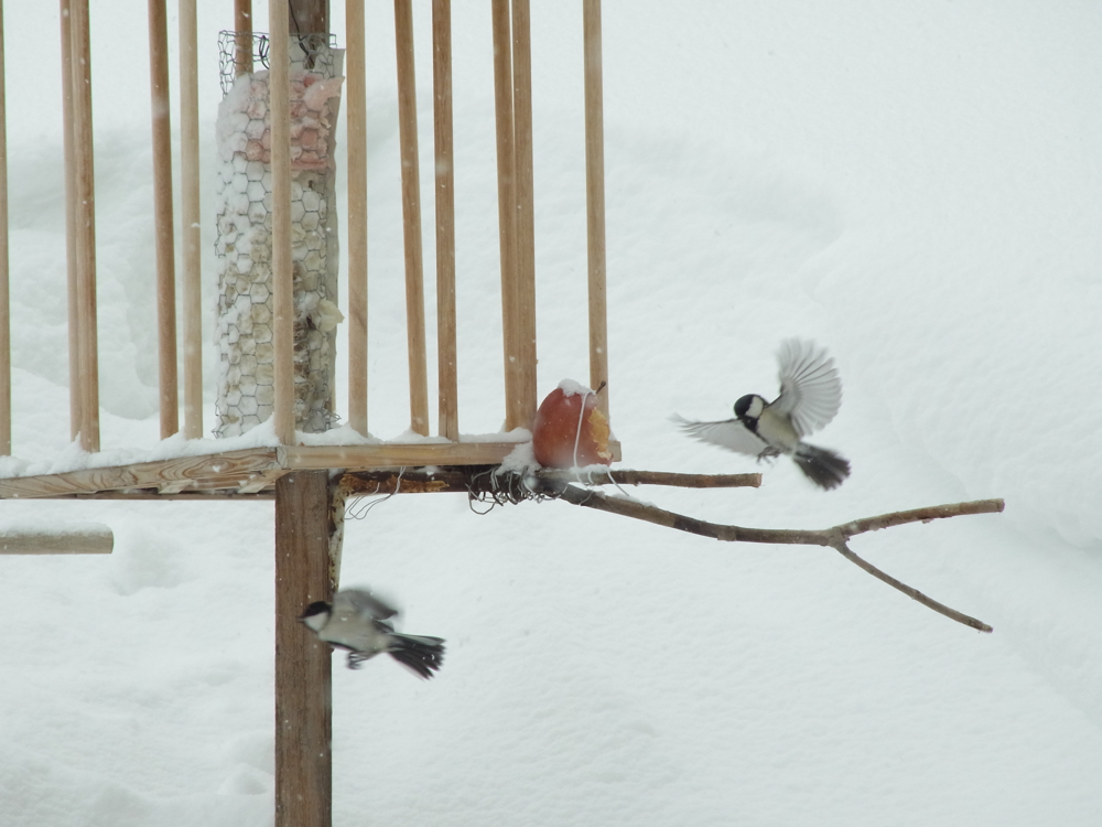 f:id:elmikamino:20130309113606j:image:w500