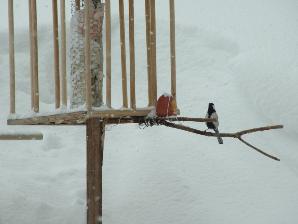 f:id:elmikamino:20130309113609j:image:w500