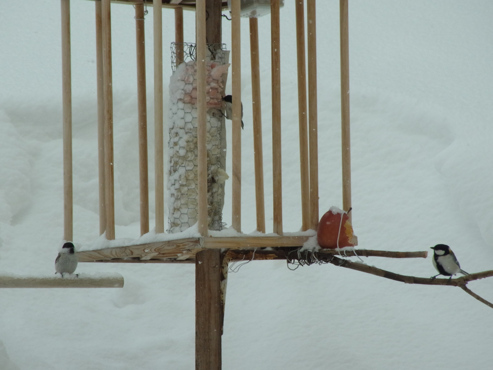 f:id:elmikamino:20130309115501j:image:w500