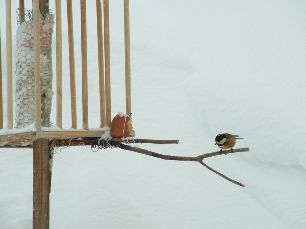 f:id:elmikamino:20130309115603j:image:w500