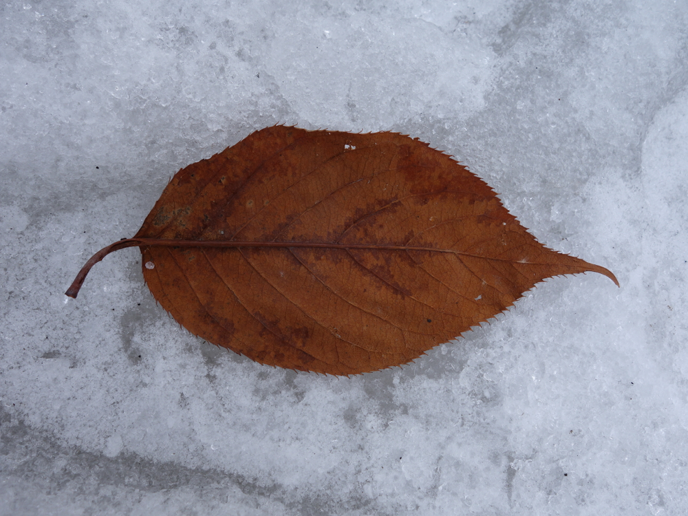 f:id:elmikamino:20130315112545j:image:w500