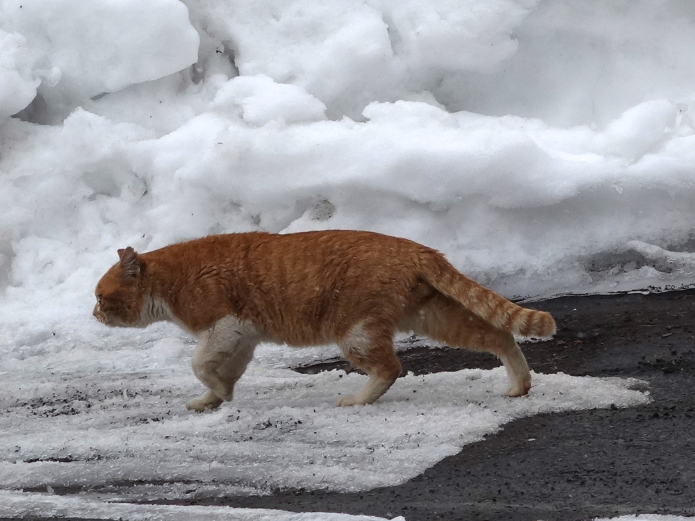 f:id:elmikamino:20130320111447j:image:w500